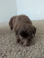Cocoa Boy, a male Miniature Aussiedoodle for sale in Canton, TX – 2 of 8