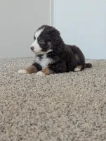 Red Tri Boy, a male Miniature Aussiedoodle for sale in Canton, TX – 3 of 8