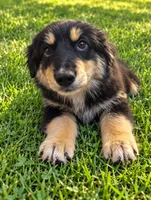 Mini Aussie Corgi, a female Pembroke Welsh Corgi and Miniature Australian Shepherd for sale in Canton, TX – 2 of 7