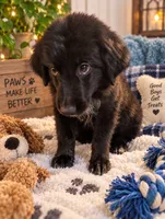 Mini Aussie Corgi , a male Pembroke Welsh Corgi and Miniature Australian Shepherd for sale in Canton, TX – 1 of 3