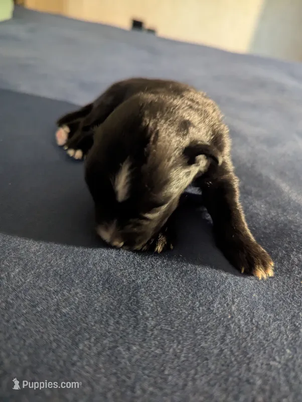 Tiny Girl – Miniature Aussiedoodle puppy for sale in Canton, TX