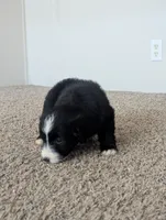 Surfer Girl, a female Miniature Aussiedoodle for sale in Canton, TX – 4 of 10