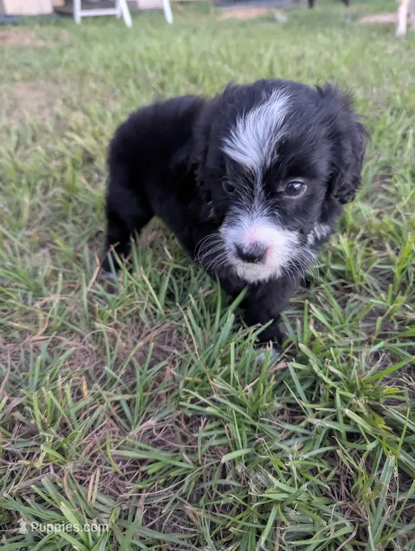 Surfer Girl – Miniature Aussiedoodle puppy for sale in Canton, TX