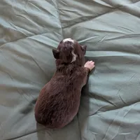 Ruby, a female Miniature Australian Shepherd for sale in Canton, TX – Photo 7 of 7