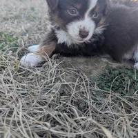 Ruby, a female Miniature Australian Shepherd for sale in Canton, TX – Photo 2 of 7