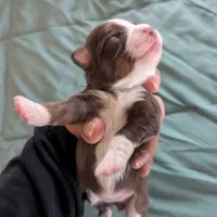 Ruby, a female Miniature Australian Shepherd for sale in Canton, TX – Photo 5 of 7