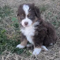 Ruby, a female Miniature Australian Shepherd for sale in Canton, TX – Photo 1 of 7
