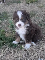 Mini Aussie 5, a female Miniature Australian Shepherd for sale in Canton, TX – Photo 1 of 7