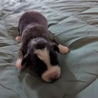 Ruby, a female Miniature Australian Shepherd for sale in Canton, TX – Photo 6 of 7