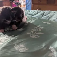 Ruby, a female Miniature Australian Shepherd for sale in Canton, TX – Photo 4 of 7