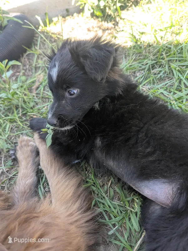 Tiny Girl – Miniature Aussiedoodle puppy on hold in Canton, TX