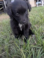 Sleek Boy, a male Miniature Aussiedoodle for sale in Canton, TX – 2 of 10