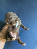 Cocoa Boy, a male Miniature Aussiedoodle for sale in Canton, TX – 3 of 3