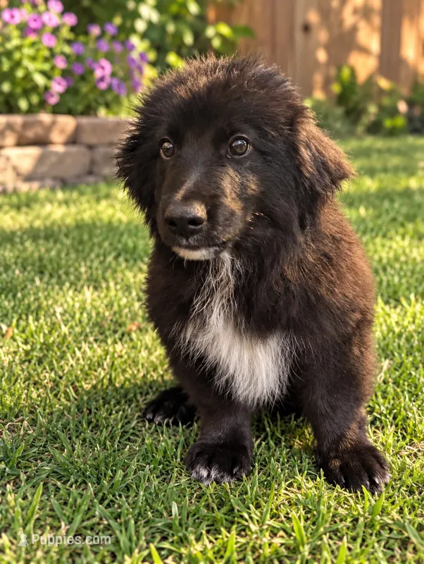 Mini Aussie Corgi  – Pembroke Welsh Corgi, Miniature Australian Shepherd puppy for sale in Canton, TX