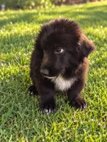 Mini Aussie Corgi , a male Pembroke Welsh Corgi and Miniature Australian Shepherd for sale in Canton, TX – 3 of 3