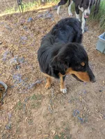 Fauna, a female Great Pyrenees and Miniature Australian Shepherd for sale in Canton, TX – 7 of 7