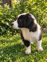 Mini Aussie Corgi, a female Pembroke Welsh Corgi and Miniature Australian Shepherd for sale in Canton, TX – 4 of 8