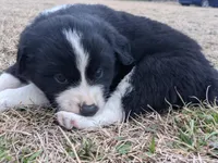 Gaston , a male Great Pyrenees and Miniature Australian Shepherd for sale in Canton, TX – Photo 2 of 2