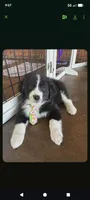 Gaston , a male Great Pyrenees and Miniature Australian Shepherd for sale in Canton, TX – Photo 3 of 3
