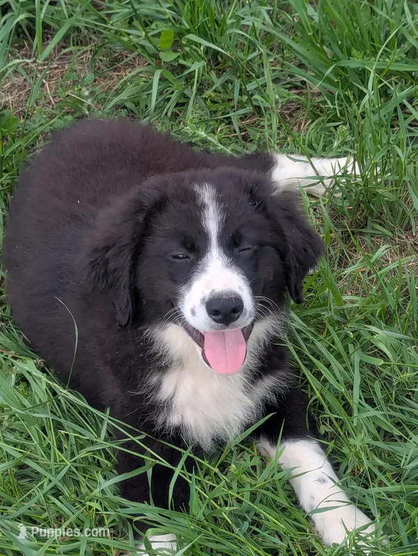 Gaston  – Great Pyrenees, Miniature Australian Shepherd puppy for sale in Canton, TX