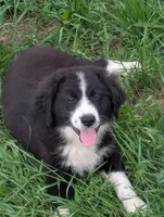 Gaston , a male Great Pyrenees and Miniature Australian Shepherd for sale in Canton, TX – Photo 1 of 4