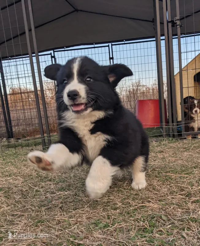 Gaston  – Great Pyrenees, Miniature Australian Shepherd puppy for sale in Canton, TX
