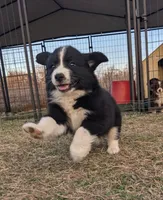 Gaston , a male Great Pyrenees and Miniature Australian Shepherd for sale in Canton, TX – Photo 1 of 2