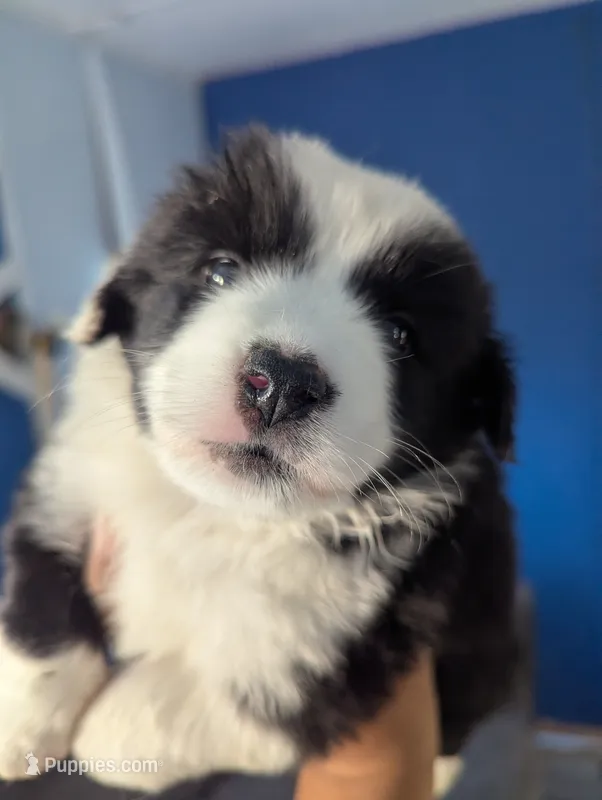 Mini Aussie Corgi – Pembroke Welsh Corgi, Miniature Australian Shepherd puppy for sale in Canton, TX