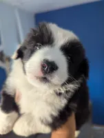 Mini Aussie Corgi, a female Pembroke Welsh Corgi and Miniature Australian Shepherd for sale in Canton, TX – 1 of 4