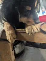 Flora, a female Great Pyrenees and Miniature Australian Shepherd for sale in Canton, TX – Photo 3 of 3