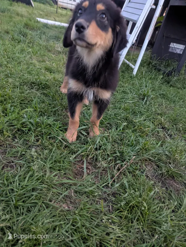 Flora – Great Pyrenees, Miniature Australian Shepherd puppy for sale in Canton, TX