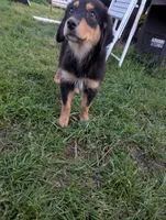 Flora, a female Great Pyrenees and Miniature Australian Shepherd for sale in Canton, TX – Photo 1 of 4