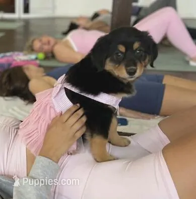 Pyrenese Aussie – Great Pyrenees, Miniature Australian Shepherd puppy for sale in Canton, TX