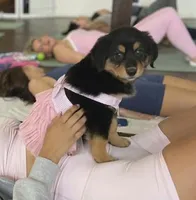 Pyrenese Aussie, a female Great Pyrenees and Miniature Australian Shepherd for sale in Canton, TX – Photo 1 of 2