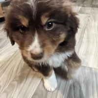 Belle, a female Great Pyrenees and Miniature Australian Shepherd for sale in Canton, TX – Photo 2 of 4