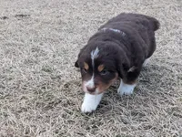 Pyrenese Aussie 1, a female Great Pyrenees and Miniature Australian Shepherd for sale in Canton, TX – Photo 4 of 4