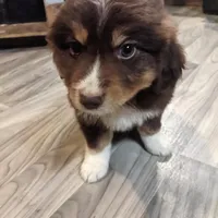 Belle, a female Great Pyrenees and Miniature Australian Shepherd for sale in Canton, TX – Photo 1 of 4