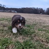 Belle, a female Great Pyrenees and Miniature Australian Shepherd for sale in Canton, TX – Photo 3 of 4