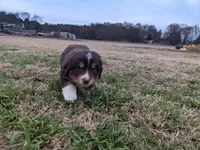 Pyrenese Aussie 1, a female Great Pyrenees and Miniature Australian Shepherd for sale in Canton, TX – Photo 3 of 4