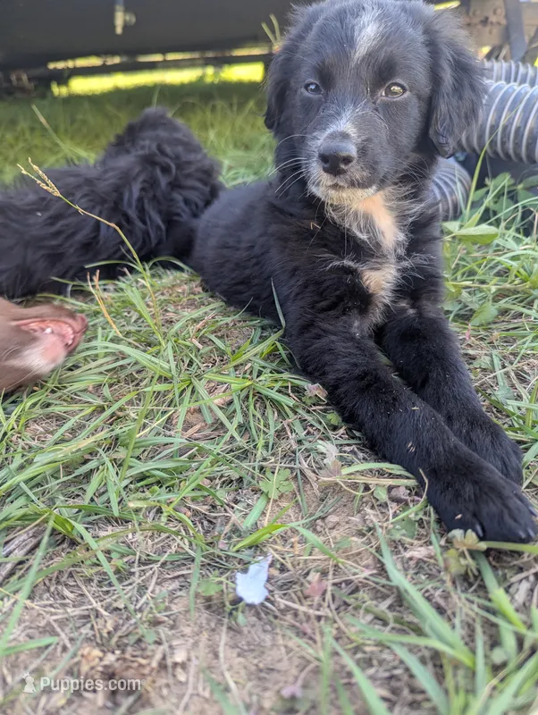 Sleepy Boy – Miniature Aussiedoodle puppy for sale in Canton, TX