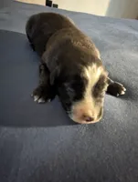 Big Boy, a male Miniature Aussiedoodle for sale in Canton, TX – 2 of 3