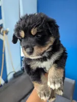Mini Aussie Corgi, a female Pembroke Welsh Corgi and Miniature Australian Shepherd for sale in Canton, TX – 3 of 5