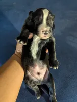 Big Boy, a male Miniature Aussiedoodle for sale in Canton, TX – 3 of 3