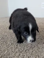 Two Face, a male Miniature Aussiedoodle for sale in Canton, TX – 2 of 7
