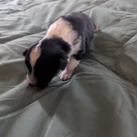 Diamond , a female Miniature Australian Shepherd for sale in Canton, TX – Photo 8 of 10