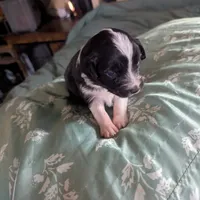 Diamond , a female Miniature Australian Shepherd for sale in Canton, TX – Photo 7 of 10