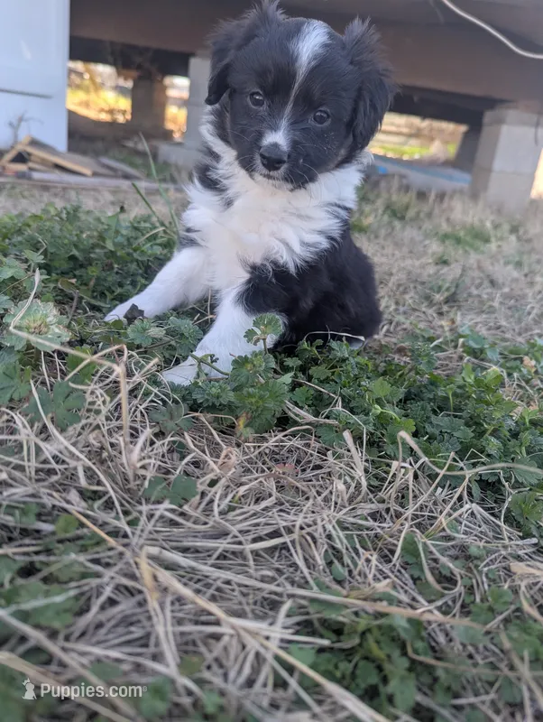 Mini Aussie 4