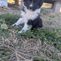 Diamond , a female Miniature Australian Shepherd for sale in Canton, TX – Photo 1 of 10