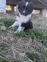 Mini Aussie 4, a female Miniature Australian Shepherd for sale in Canton, TX – Photo 1 of 10