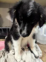 Diamond , a female Miniature Australian Shepherd for sale in Canton, TX – Photo 3 of 8